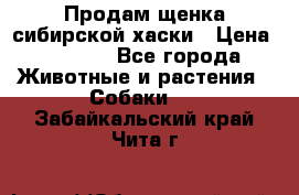Продам щенка сибирской хаски › Цена ­ 8 000 - Все города Животные и растения » Собаки   . Забайкальский край,Чита г.